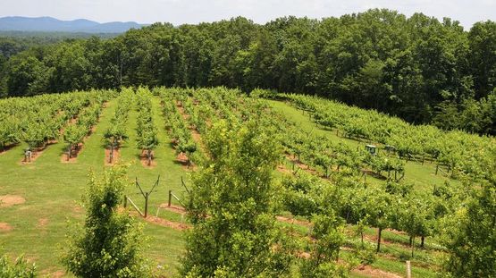 Braselton, Georgia