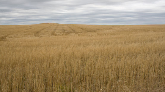 Buffalo Gap National Grassland, South Dakota
