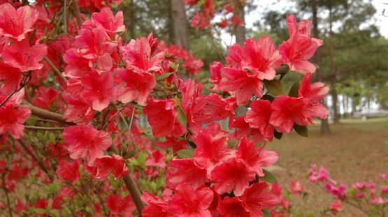 Callaway Gardens, Georgia