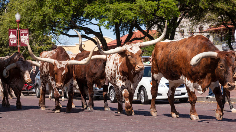 <b>Fort Worth Wildlife</b>