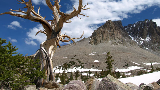 Great Basin Natl Park, Nevada