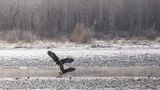 Haines Scenery