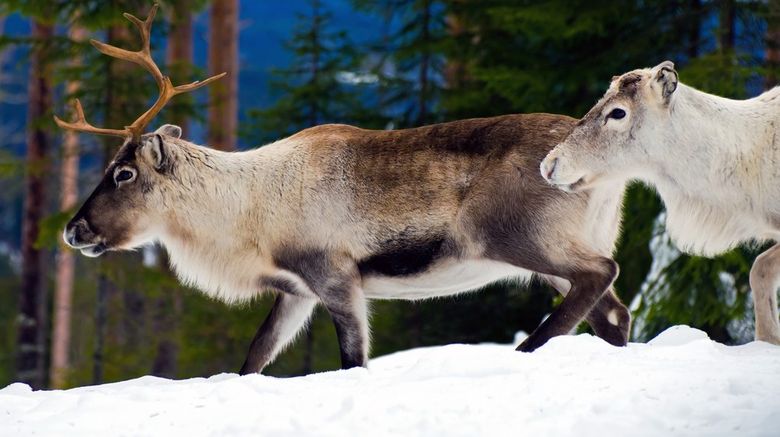 <b>Ketchikan Wildlife</b>