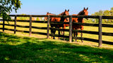 Lexington Wildlife