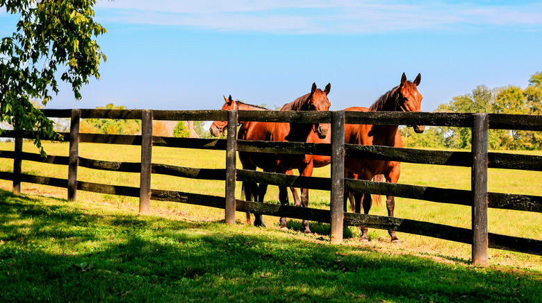 <b>Lexington Wildlife</b>