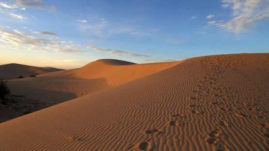 Monahans Sandhills St Pk, Texas