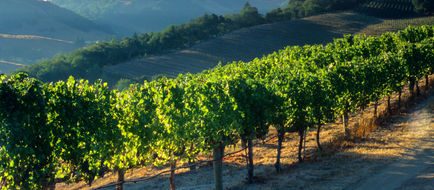 Napa Valley Scenery