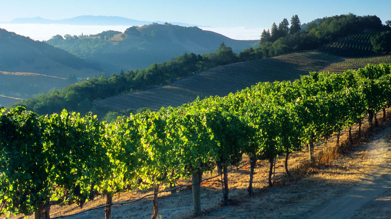 <b>Napa Valley Scenery</b>
