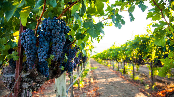 Napa Valley, California