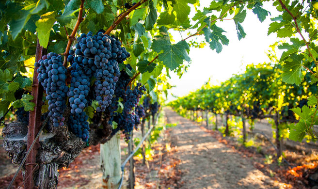 Napa Valley Scenery