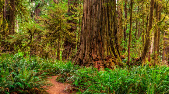 Redwood National Park, California