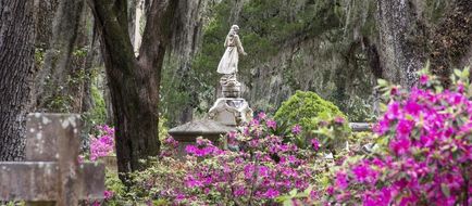 Savannah Scenery
