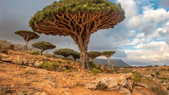 Socotra, Yemen