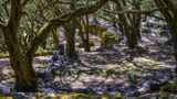 <b>Corfu Scenery</b>