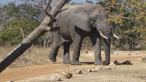 Kafue Natl Park, Zambia