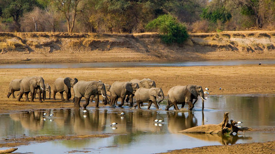 South Luangwa National Park, Zambia