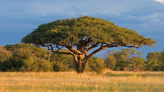 Hwange National Park, Zimbabwe