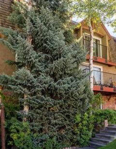 Chateau Blanc Condominiums
