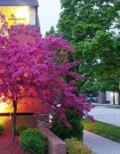 Fountain Park Motel