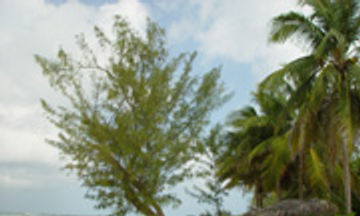 Harbour Heights