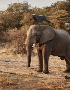 Savute Elephant Lodge, a Belmond Safari