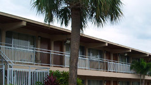 The Palm Rose