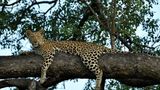 Inyati Game Lodge Other