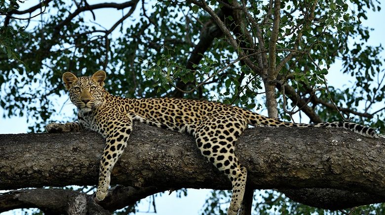 <b>Inyati Game Lodge Other</b>