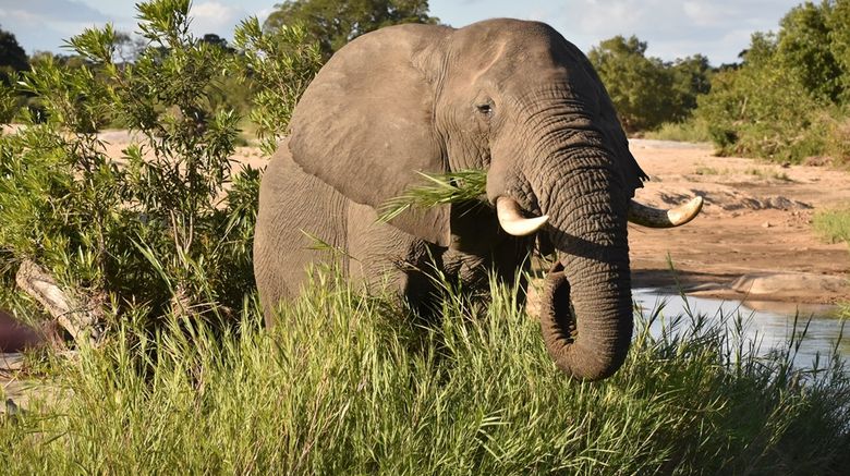 <b>Inyati Game Lodge Other</b>