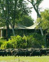 Mombo Camp