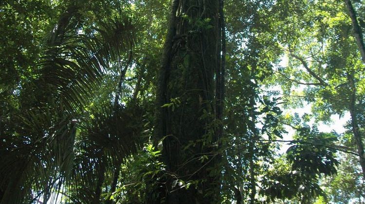 Tiskita Jungle Lodge Spa