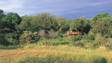 Umlani Bush Camp Exterior