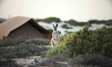 Sal Salis, Ningaloo Reef