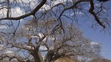 Elewana Tarangire Treetops Other