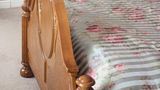Beech Tree Inn & Cottage Room