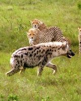 Bukela Game Lodge