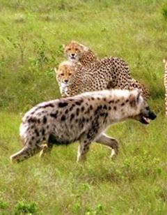Bukela Game Lodge