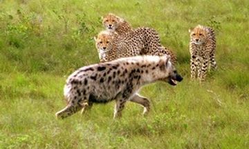 Bukela Game Lodge