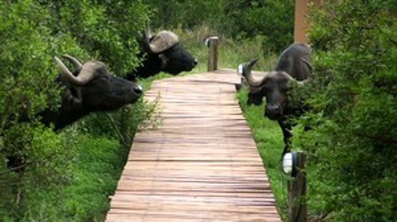 <b>Bukela Game Lodge Suite</b>