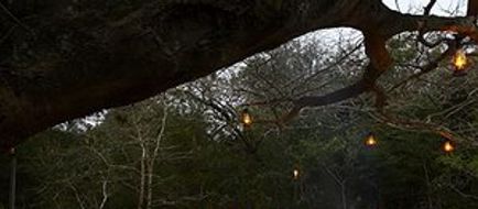 Kosi Forest Lodge Restaurant