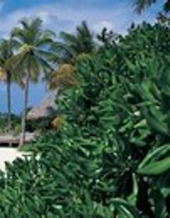 Coco Palm Kuda Hithi