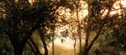 Lake Manyara Tree Lodge Banquet
