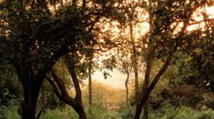 Lake Manyara Tree Lodge Banquet