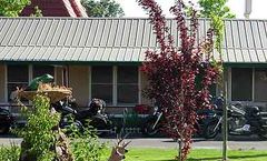 Jumping Frog Motel