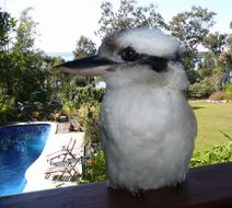 Yarrandabbi Dreaming Boutique B&B Pool