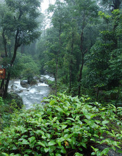 Blue Ginger Wayanad Resorts