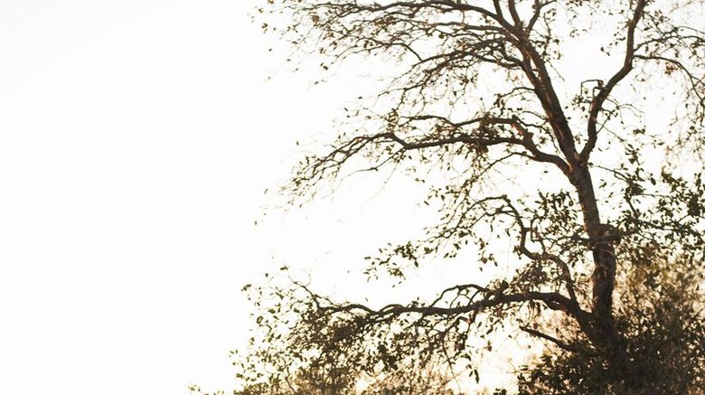 Chobe Under Canvas Exterior