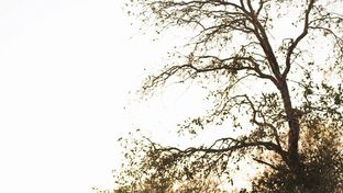 Chobe Under Canvas