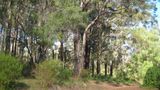 Edge of the Forest Health