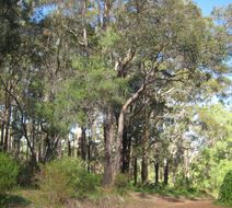 Edge of the Forest Health